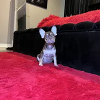 Ursula, a female French Bulldog for sale in Houston, TX – Photo 1 of 7