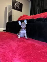 Ursula, a female French Bulldog for sale in Houston, TX – Photo 1 of 7