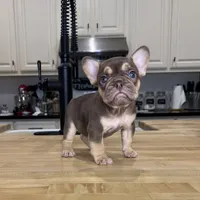 Ursula, a female French Bulldog for sale in Houston, TX – Photo 5 of 7