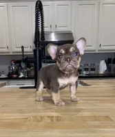 Ursula, a female French Bulldog for sale in Houston, TX – Photo 5 of 7