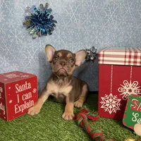 Ursula, a female French Bulldog for sale in Houston, TX – Photo 7 of 7