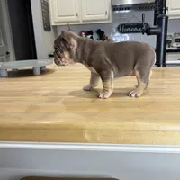 Ursula, a female French Bulldog for sale in Houston, TX – Photo 6 of 7