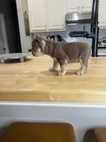 Ursula, a female French Bulldog for sale in Houston, TX – Photo 6 of 7