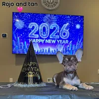 Ursula, a female French Bulldog for sale in Houston, TX – Photo 2 of 7