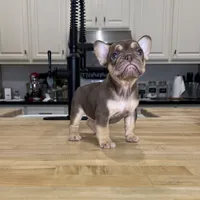 Ursula, a female French Bulldog for sale in Houston, TX – Photo 4 of 7