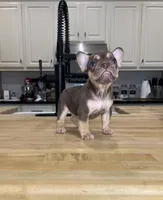 Ursula, a female French Bulldog for sale in Houston, TX – Photo 4 of 7