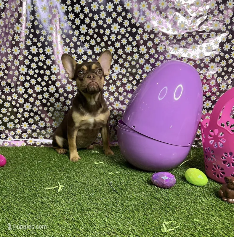 Ursula – French Bulldog puppy for sale in Houston, TX