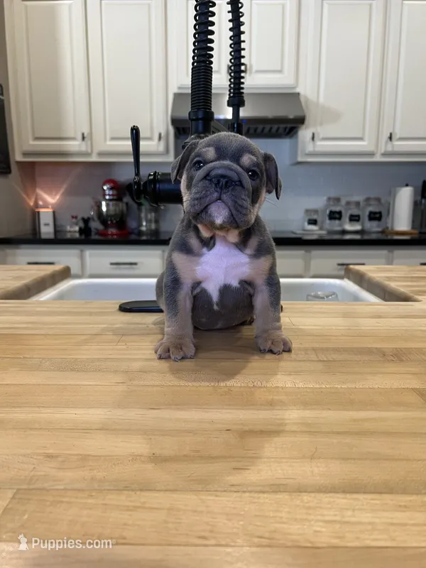 Sebastian  – English Bulldog puppy for sale in Houston, TX