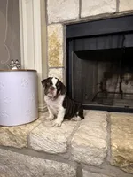 Sophie, a female English Bulldog for sale in Houston, TX – 7 of 10
