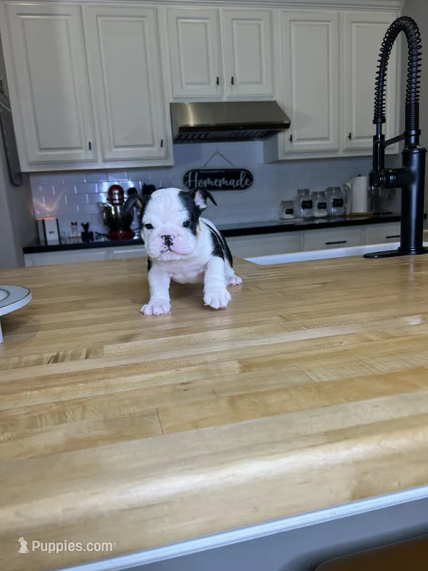Steven – English Bulldog puppy for sale in Houston, TX