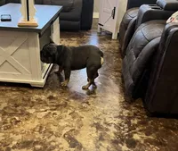 Pesado, a male French Bulldog for sale in Houston, TX – Photo 5 of 5