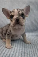 Milky Way , a male French Bulldog for sale in Houston, TX – Photo 1 of 3