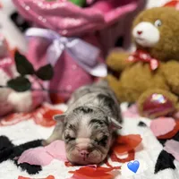 Milky Way , a male French Bulldog for sale in Houston, TX – Photo 3 of 3