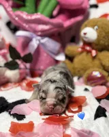 Milky Way , a male French Bulldog for sale in Houston, TX – Photo 2 of 2