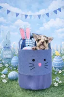 Milky Way , a male French Bulldog for sale in Houston, TX – Photo 1 of 2