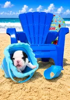 Steven, a male English Bulldog for sale in Houston, TX – 4 of 4