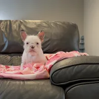 koi shiro, a female French Bulldog for sale in Houston, TX – Photo 1 of 5