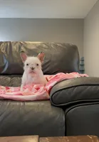 koi shiro, a female French Bulldog for sale in Houston, TX – Photo 1 of 4