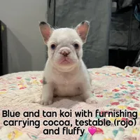 koi shiro, a female French Bulldog for sale in Houston, TX – Photo 4 of 5