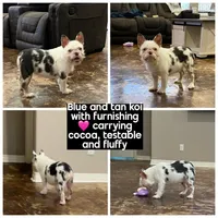 koi shiro, a female French Bulldog for sale in Houston, TX – Photo 2 of 5