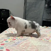 koi shiro, a female French Bulldog for sale in Houston, TX – Photo 4 of 4