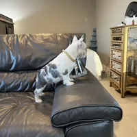 koi shiro, a female French Bulldog for sale in Houston, TX – Photo 3 of 5