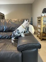 koi shiro, a female French Bulldog for sale in Houston, TX – Photo 2 of 4