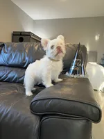 Marshmallow, a male French Bulldog for sale in Houston, TX – Photo 2 of 5