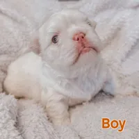 Marshmallow, a male French Bulldog for sale in Houston, TX – Photo 5 of 5