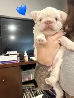 Marshmallow, a male French Bulldog for sale in Houston, TX – Photo 4 of 5