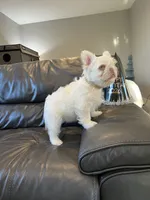 Marshmallow, a male French Bulldog for sale in Houston, TX – Photo 3 of 5