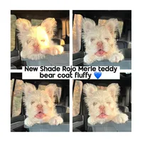 Marshmallow, a male French Bulldog for sale in Houston, TX – Photo 1 of 5