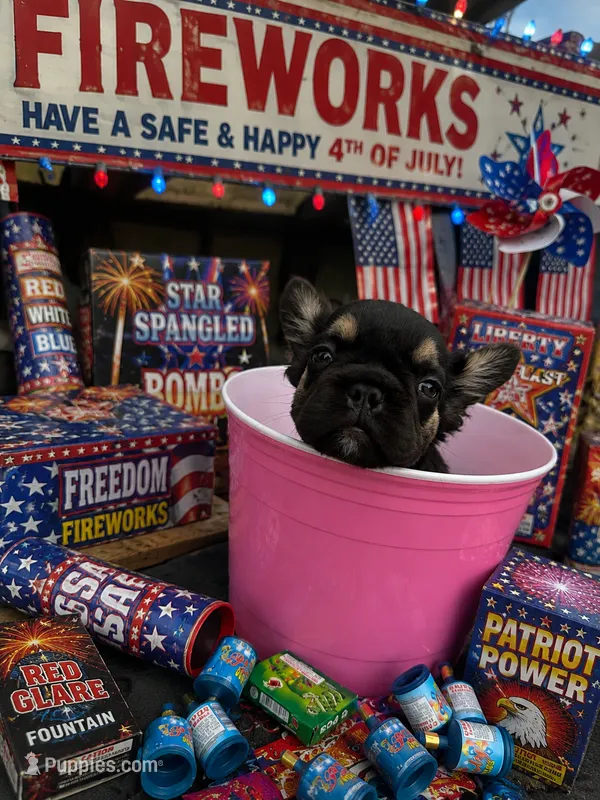 Jordan Sparks – French Bulldog puppy for sale in Houston, TX