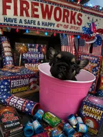 Jordan Sparks, a female French Bulldog for sale in Houston, TX – 4 of 7
