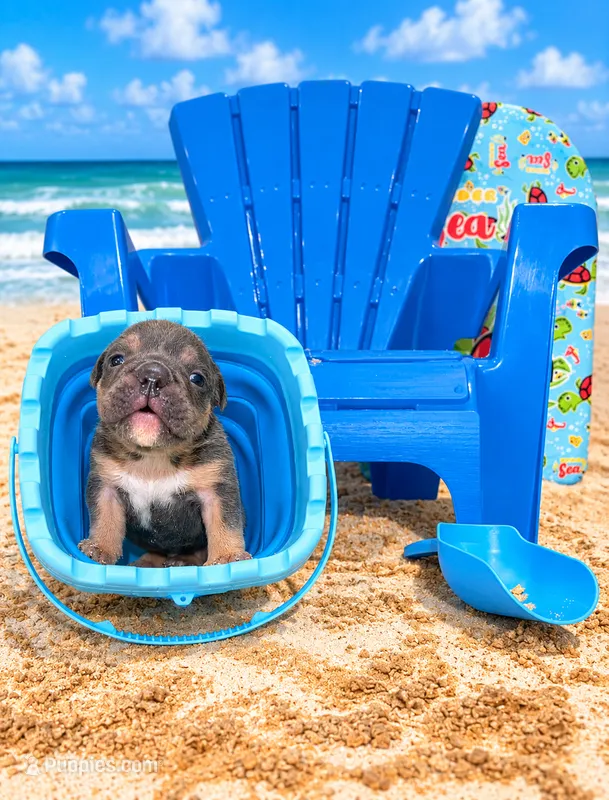 Sebastian  – English Bulldog puppy for sale in Houston, TX