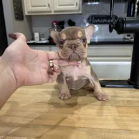 Norman, a male French Bulldog for sale in Houston, TX – Photo 7 of 7