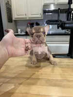 Norman, a male French Bulldog for sale in Houston, TX – Photo 7 of 7