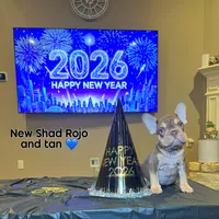 Norman, a male French Bulldog for sale in Houston, TX – Photo 3 of 7