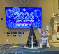 Norman, a male French Bulldog for sale in Houston, TX – Photo 3 of 7