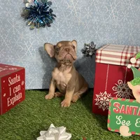 Norman, a male French Bulldog for sale in Houston, TX – Photo 5 of 7