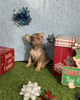 Norman, a male French Bulldog for sale in Houston, TX – Photo 5 of 7