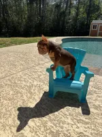 Norman, a male French Bulldog for sale in Houston, TX – Photo 1 of 9