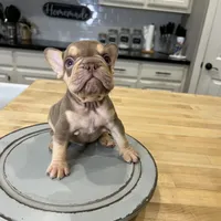 Norman, a male French Bulldog for sale in Houston, TX – Photo 6 of 7