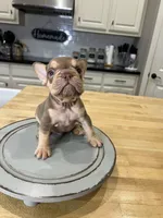 Norman, a male French Bulldog for sale in Houston, TX – Photo 6 of 7