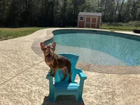 Norman, a male French Bulldog for sale in Houston, TX – Photo 2 of 9