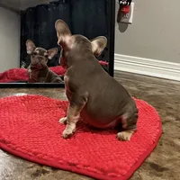 Norman, a male French Bulldog for sale in Houston, TX – Photo 2 of 7