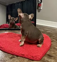 Norman, a male French Bulldog for sale in Houston, TX – Photo 2 of 7