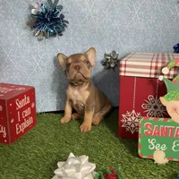 Norman, a male French Bulldog for sale in Houston, TX – Photo 4 of 7