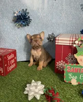 Norman, a male French Bulldog for sale in Houston, TX – Photo 4 of 7