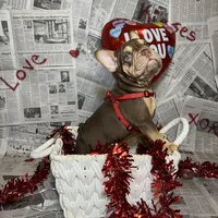 Norman, a male French Bulldog for sale in Houston, TX – Photo 1 of 7